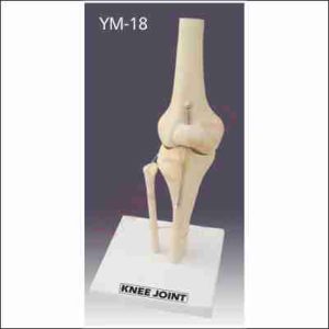 HUMAN KNEE JOINT