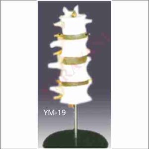 LUMBAR SET (4PCS)