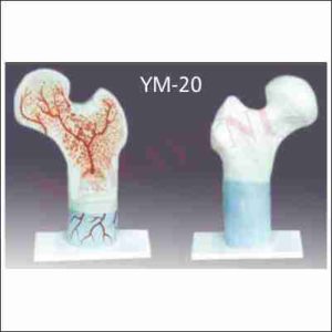 FEMUR BONE