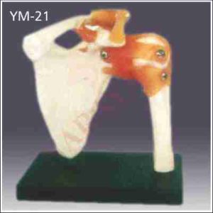 SHOULDER JOINT LIFE SIZE WITH MUSCLES