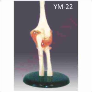 ELBOW JOINT LIFE SIZE WITH MUSCLES