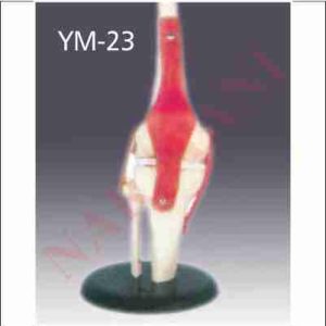 KNEE JOINT LIFE SIZE WITH MUSCLES