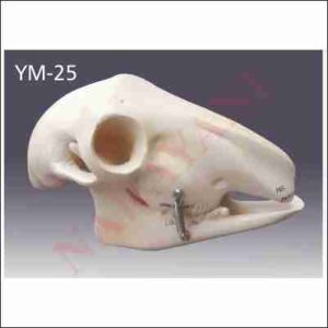 GOAT SKULL