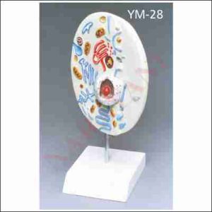 ANIMAL CELL