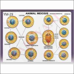 ANIMAL MEIOSIS SET