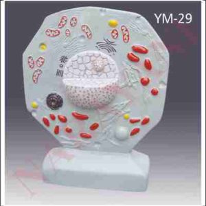 ANIMAL CELL