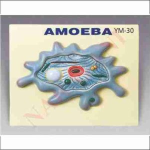 AMOEBA
