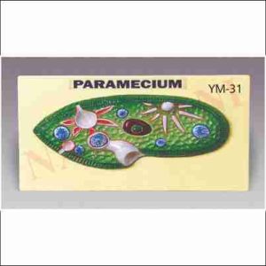 PARAMECIUM