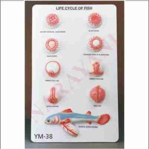 LIFE CYCLE OF FISH