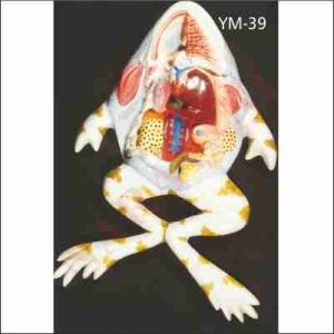 FROG DISSECTED