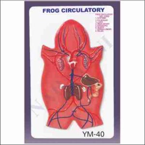 CIRCULATORY SYSTEM