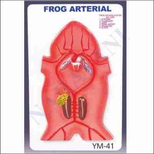 ARTERIAL SYSTEM