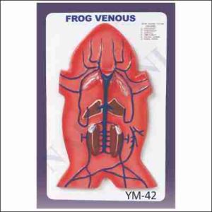 VENOUS SYSTEM