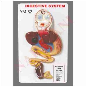 DIGESTIVE SYSTEM