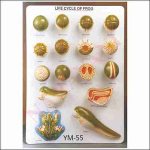 EMBRYOLOGY OF FROG