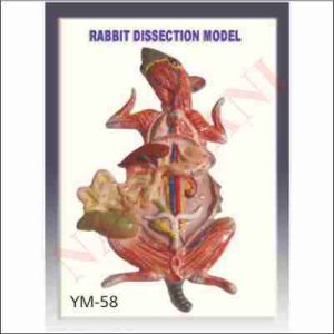 RABBIT