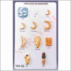 LIFE HISTORY OF HONEY BEE