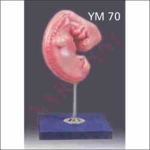 HUMAN EMBRYO