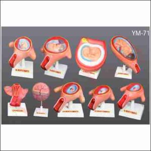 HUMAN DEVELOPMENT SET