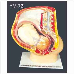 HUMAN PREGNANT UTERUS