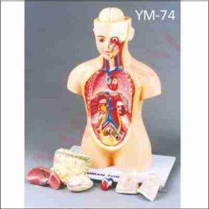 HUMAN TORSO MINIATURE