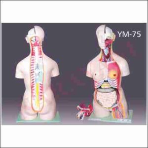 HUMAN TORSO MALE AND FEMALE