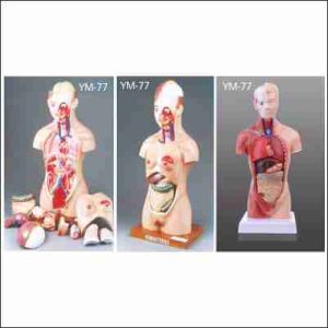 HUMAN FEMALE TORSO