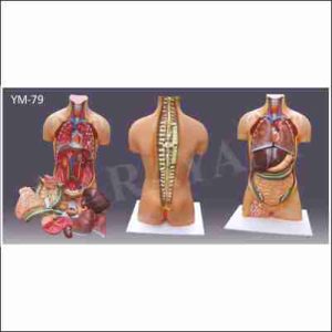 MODEL OF HUMAN TORSO WITHOUT HEAD
