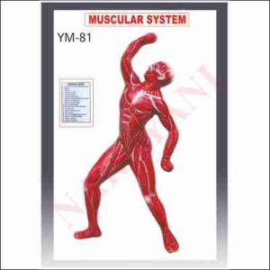 HUMAN MUSCULAR MODEL