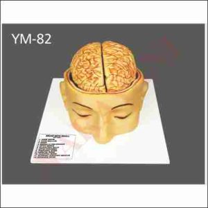 HUMAN BRAIN WITH HEAD