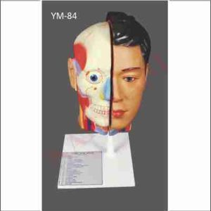 HUMAN HEAD AND NECK