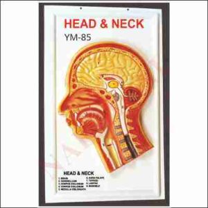HUMAN HEAD AND NECK