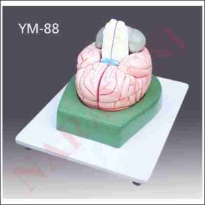 HUMAN BRAIN