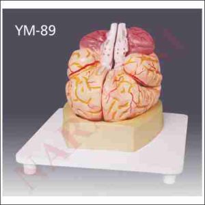 HUMAN BRAIN