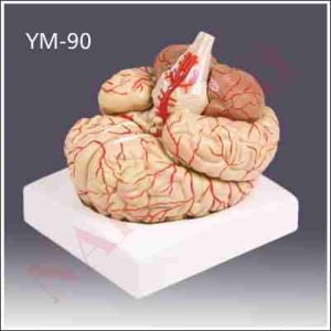 HUMAN BRAIN WITH ARTERIS