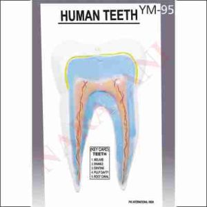 MODEL OF HUMAN TOOTH