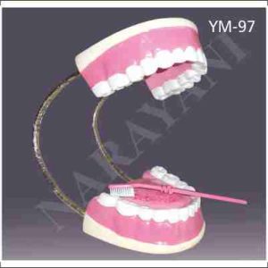 DENTAL CARE MODEL