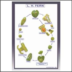 LIFE HISTORY OF FERN