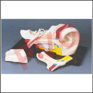 HUMAN EAR