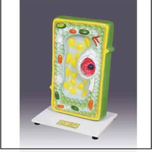 PLANT CELL