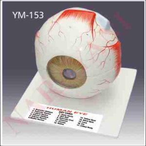 HUMAN EYE