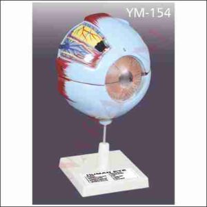 GIANT EYE MODEL
