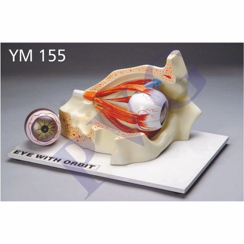 HUMAN EYE WITH ORBIT