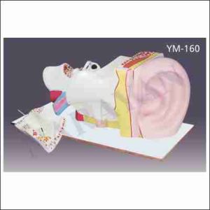 HUMAN EAR