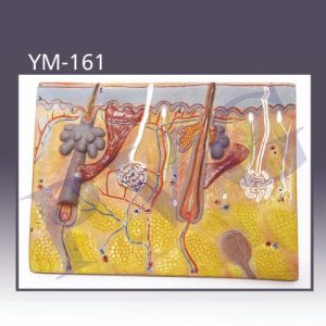 HUMAN SKIN