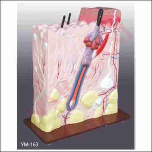 HUMAN SKIN 3 D
