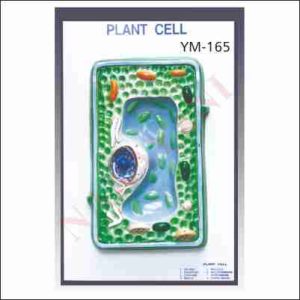 PLANT CELL
