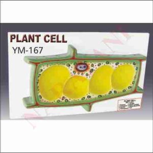 PLANT CELL