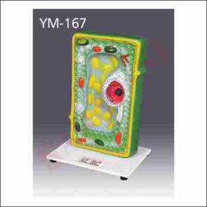 PLANT CELL