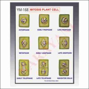 PLANT MITOSIS SET